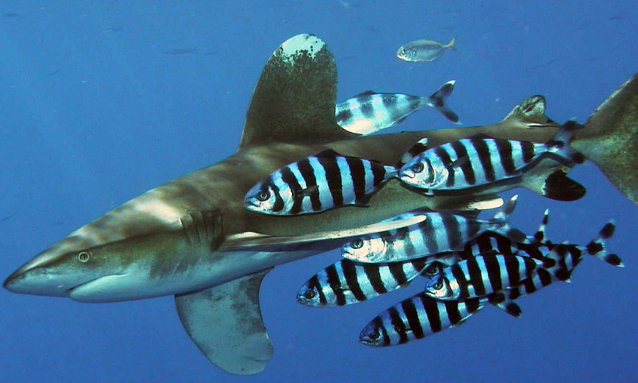 Naucrates ductor_002